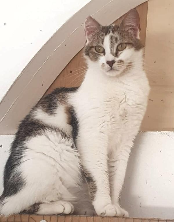 Nicole, Giovane Gattina (Del 2023)